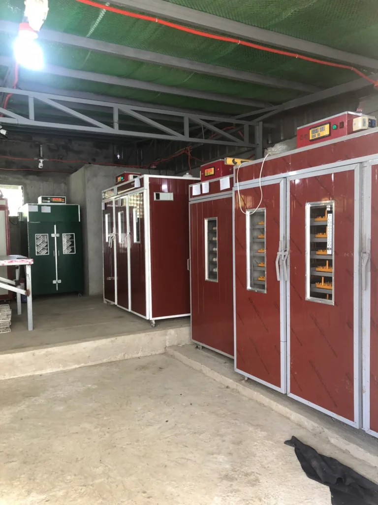 Large-scale customized automatic egg incubator and chicken egg incubator project by JN Egg Incubator Manufacturing with over 20,000 egg capacity.