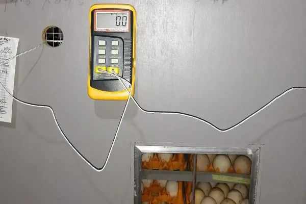 JN Egg Incubator calibration service ensuring accurate temperature and humidity control.