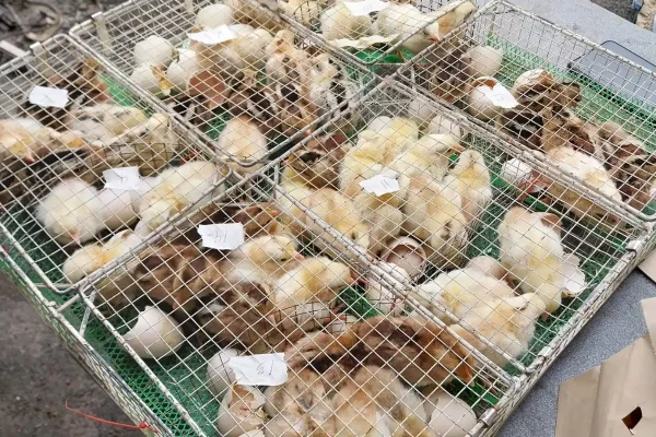 JN Egg Incubator hatchery service for high hatch success rates.